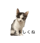 ハチワレ鼻ぶち猫1（個別スタンプ：39）