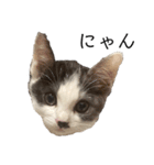 ハチワレ鼻ぶち猫1（個別スタンプ：40）