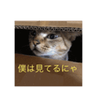 ミミの日記（個別スタンプ：6）