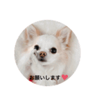 rolacoharuチワワ（個別スタンプ：10）