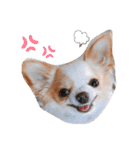rolacoharuチワワ（個別スタンプ：12）