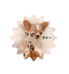 rolacoharuチワワ（個別スタンプ：14）