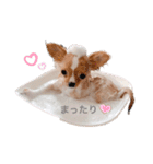 rolacoharuチワワ（個別スタンプ：15）