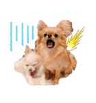 rolacoharuチワワ（個別スタンプ：16）