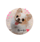 rolacoharuチワワ（個別スタンプ：21）