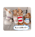 rolacoharuチワワ（個別スタンプ：28）