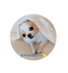 rolacoharuチワワ（個別スタンプ：29）