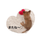 rolacoharuチワワ（個別スタンプ：31）