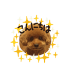 トイプー☆まろこ（個別スタンプ：1）