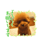 トイプー☆まろこ（個別スタンプ：6）