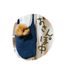 トイプー☆まろこ（個別スタンプ：8）