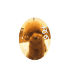 トイプー☆まろこ（個別スタンプ：9）