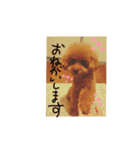 トイプー☆まろこ（個別スタンプ：10）