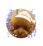 トイプー☆まろこ（個別スタンプ：16）