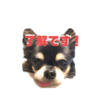 まりもくん1（個別スタンプ：6）