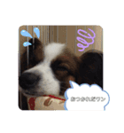 パピヨンのぼくちゃん日常スタンプ★（個別スタンプ：2）