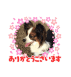 パピヨンのぼくちゃん日常スタンプ★（個別スタンプ：7）