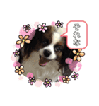 パピヨンのぼくちゃん日常スタンプ★（個別スタンプ：11）