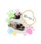 パピヨンのぼくちゃん日常スタンプ★（個別スタンプ：16）