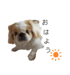 ラブペキニーズ（個別スタンプ：1）