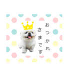 ラブペキニーズ（個別スタンプ：3）