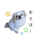 ラブペキニーズ（個別スタンプ：8）