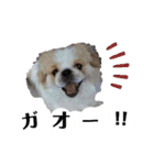 ラブペキニーズ（個別スタンプ：9）