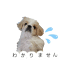 ラブペキニーズ（個別スタンプ：15）