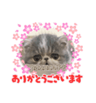 ♡エキゾのリロくん♡（個別スタンプ：7）