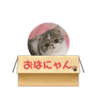 ♡エキゾのリロくん♡（個別スタンプ：16）