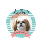 シーズー犬☆みるきー.1（個別スタンプ：1）