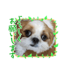 シーズー犬☆みるきー.1（個別スタンプ：2）