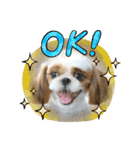 シーズー犬☆みるきー.1（個別スタンプ：3）