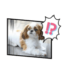シーズー犬☆みるきー.1（個別スタンプ：6）