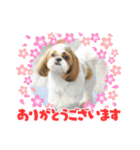 シーズー犬☆みるきー.1（個別スタンプ：7）