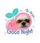 シーズー犬☆みるきー.1（個別スタンプ：8）