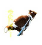 イッッヌッ！！！（個別スタンプ：3）
