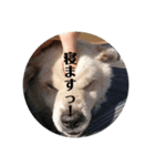 イッッヌッ！！！（個別スタンプ：5）