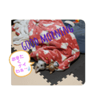 暴れん坊レオ（個別スタンプ：6）