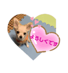暴れん坊レオ（個別スタンプ：7）