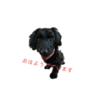 ダップー犬、ララァ①（個別スタンプ：1）