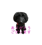 ダップー犬、ララァ①（個別スタンプ：6）