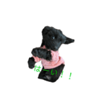 ダップー犬、ララァ①（個別スタンプ：8）