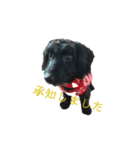 ダップー犬、ララァ①（個別スタンプ：9）