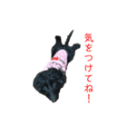 ダップー犬、ララァ①（個別スタンプ：13）