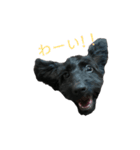 ダップー犬、ララァ①（個別スタンプ：16）