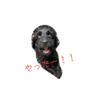 ダップー犬、ララァ①（個別スタンプ：17）