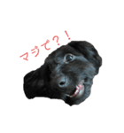 ダップー犬、ララァ①（個別スタンプ：20）