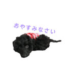 ダップー犬、ララァ①（個別スタンプ：21）