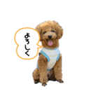 トイプードルcomugi（個別スタンプ：8）